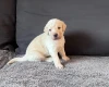 Labradoodle