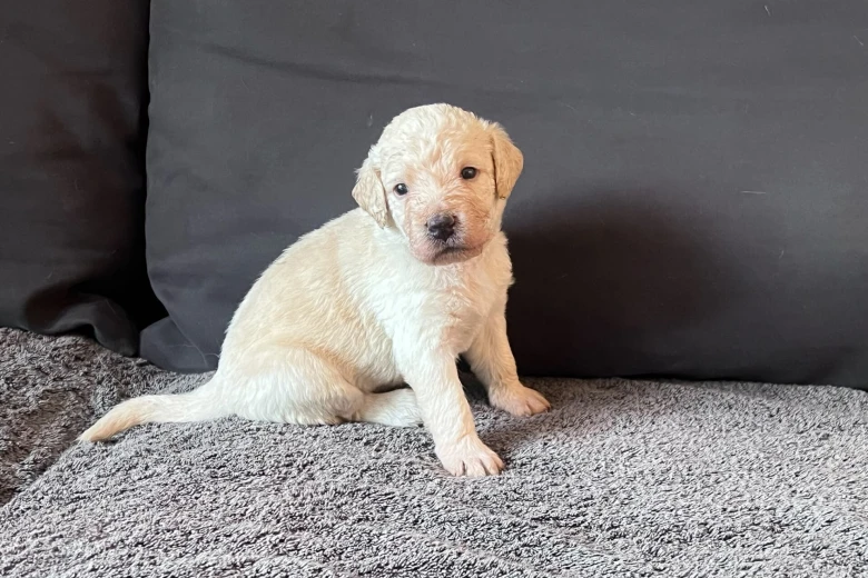 Labradoodle