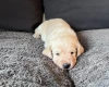 Labradoodle