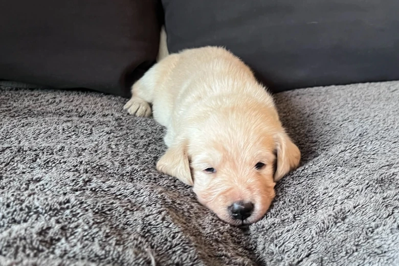 Labradoodle