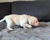 Labradoodle