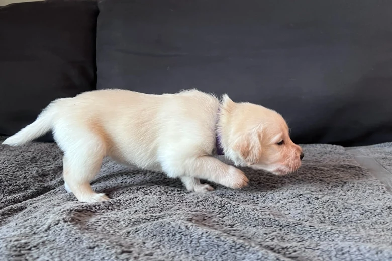 Labradoodle