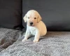 Labradoodle