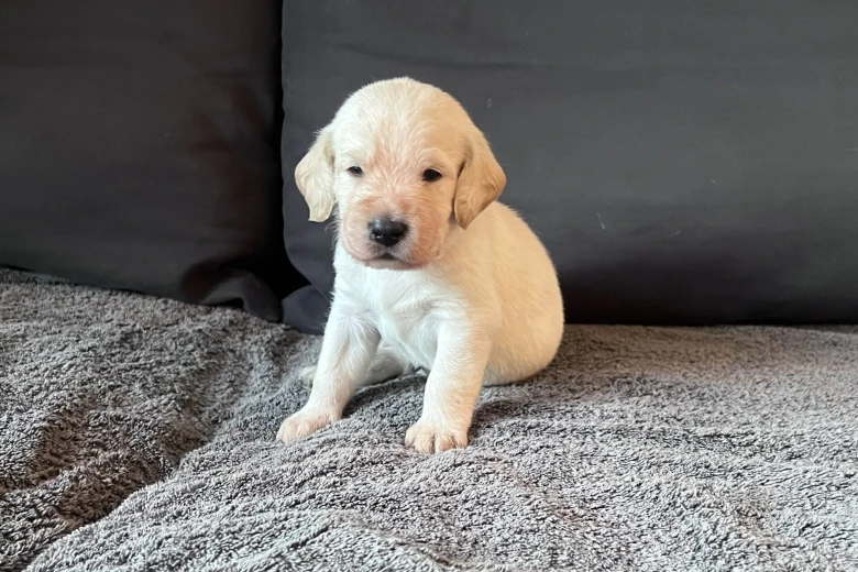 Labradoodle