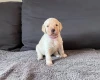 Labradoodle