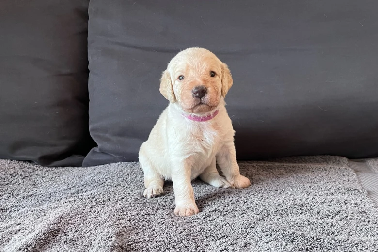 Labradoodle