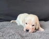 Labradoodle