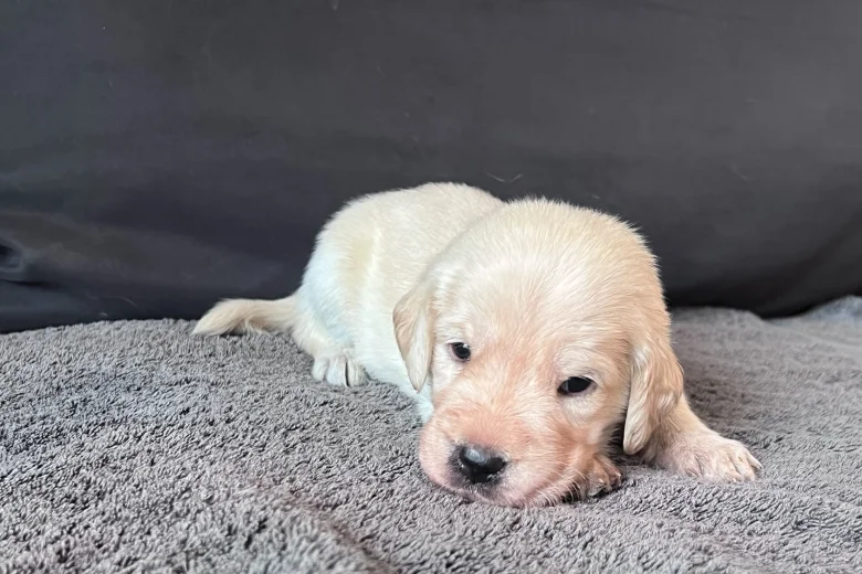 Labradoodle