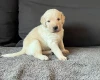 Labradoodle