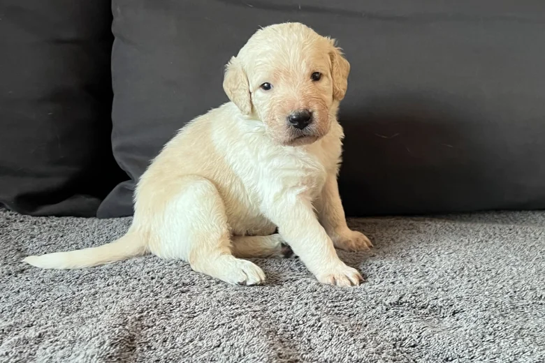 Labradoodle