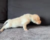 Labradoodle