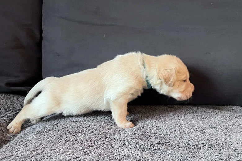 Labradoodle