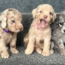 Labradoodle