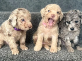 Labradoodle