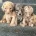 Labradoodle