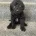 Labradoodle