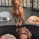 Labradoodle