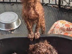 Labradoodle
