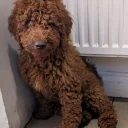 Labradoodle