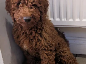 Labradoodle