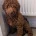 Labradoodle