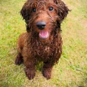 Labradoodle