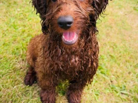Labradoodle