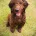 Labradoodle