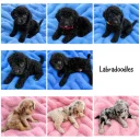Labradoodle