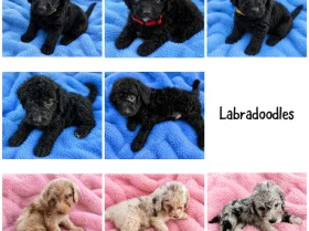 Labradoodle