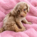 Labradoodle