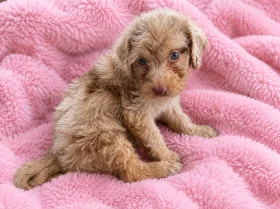 Labradoodle