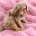 Labradoodle