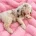 Labradoodle