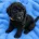 Labradoodle