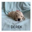 Labradoodle