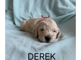 Labradoodle