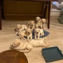 Labradoodle