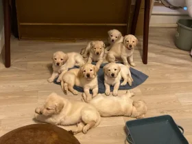 Labradoodle