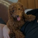 Labradoodle