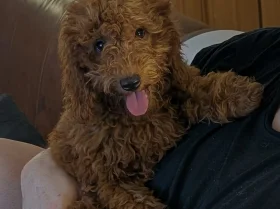 Labradoodle