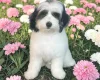 Labradoodle