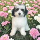 Labradoodle