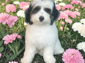 Labradoodle