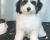 Labradoodle