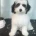 Labradoodle