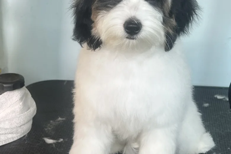 Labradoodle