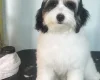 Labradoodle