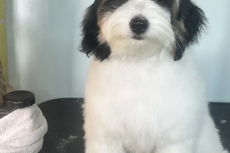 Labradoodle