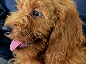 Labradoodle